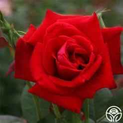 Best Seller 13 Proud Land®