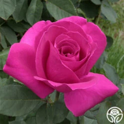 Purple Beauty 15 Purple Beauty -RoseLuxe Shop purple beauty 2 2