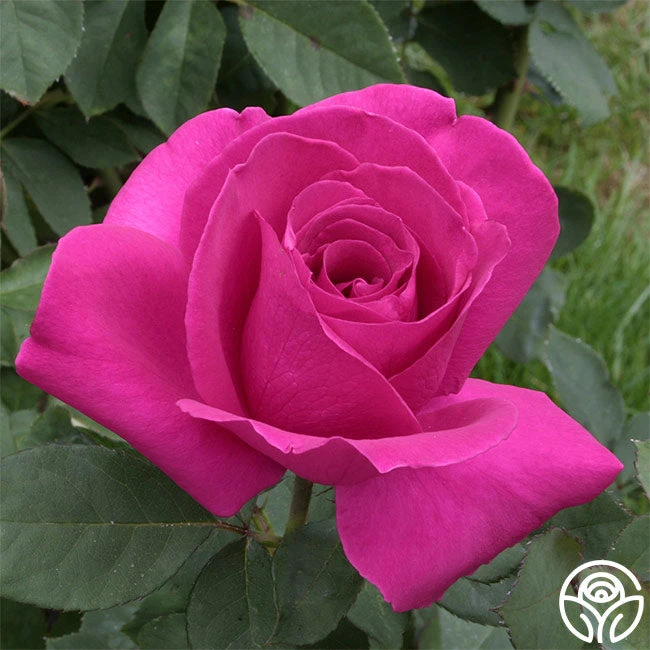 Purple Beauty 8 Purple Beauty - Image 8