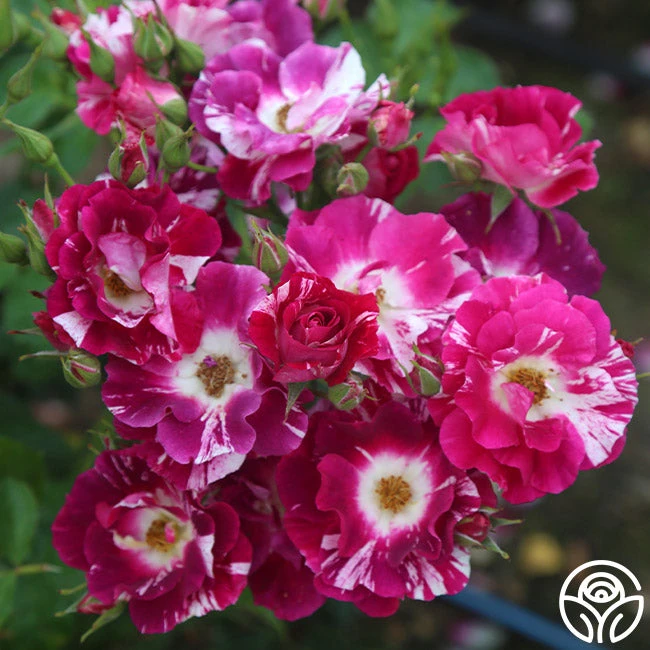 Purple Splash 2 Purple Splash - Image 2