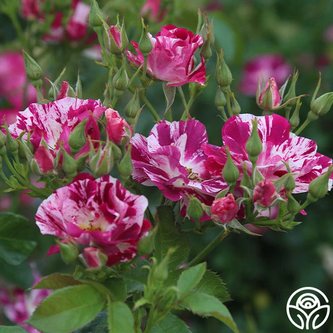 Purple Splash 3 Purple Splash - Image 3