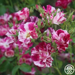 Purple Splash 15 Purple Splash -RoseLuxe Shop purple splash 4 1