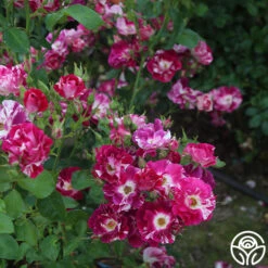 Purple Splash 16 Purple Splash -RoseLuxe Shop purple splash 6