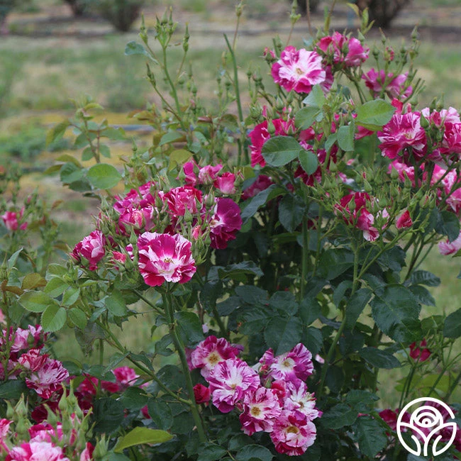 Purple Splash 4 Purple Splash - Image 4