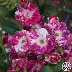 Purple Splash 18 Purple Splash -RoseLuxe Shop purple splash 8