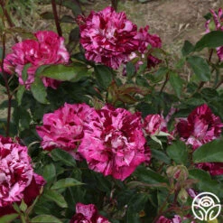 Purple Tiger -RoseLuxe Shop purple tiger 11