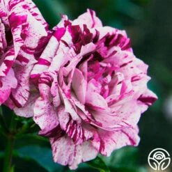 Purple Tiger -RoseLuxe Shop purple tiger 1 1