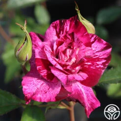 Purple Tiger -RoseLuxe Shop purple tiger 3 1