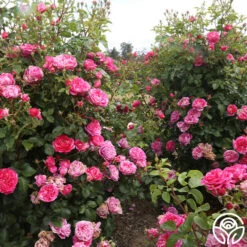 Raspberry Cream Twirl™ 14 Raspberry Cream Twirl™ -RoseLuxe Shop raspberry cream twirl 12 1