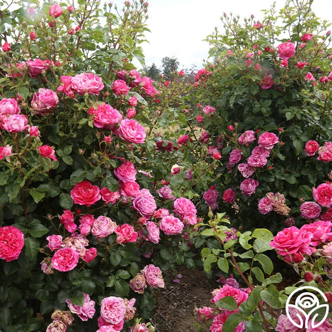 Raspberry Cream Twirl™ 7 Raspberry Cream Twirl™ - Image 7