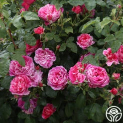 Raspberry Cream Twirl™ 11 Raspberry Cream Twirl™ -RoseLuxe Shop raspberry cream twirl 4 1 2