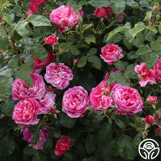 Raspberry Cream Twirl™ 4 Raspberry Cream Twirl™ - Image 4