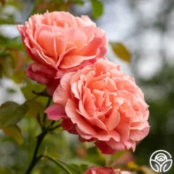 Reach For The Skies -RoseLuxe Shop reach for the skies 10