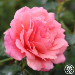 Reach For The Skies -RoseLuxe Shop reach for the skies 3