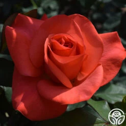 Ring Of Fire™ -RoseLuxe Shop ring of fire 1 5