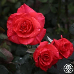 Best Seller -RoseLuxe Shop ring of fire 6