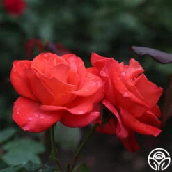 Ring Of Fire™ -RoseLuxe Shop ring of fire 8