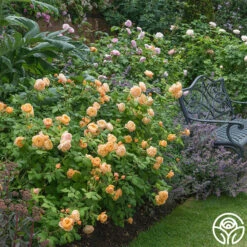 Roald Dahl -RoseLuxe Shop roald dahl 1