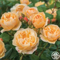 Roald Dahl -RoseLuxe Shop roald dahl 32