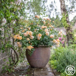 Roald Dahl -RoseLuxe Shop roald dahl 4