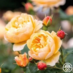 Roald Dahl -RoseLuxe Shop roald dahl 6