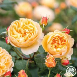 Roald Dahl -RoseLuxe Shop roald dahl 8