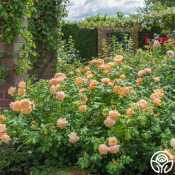 Roald Dahl -RoseLuxe Shop roald dahl 9