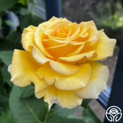 Robert Bruce 20 Robert Bruce -RoseLuxe Shop robert bruce 1