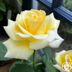 Robert Bruce 19 Robert Bruce -RoseLuxe Shop robert bruce 2