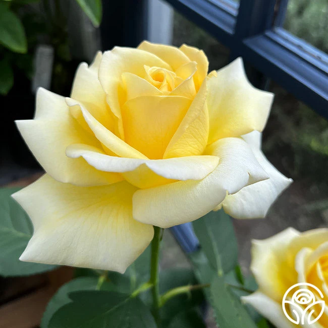 Robert Bruce 9 Robert Bruce - Image 9