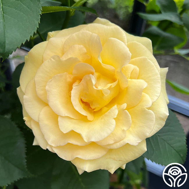 Robert Bruce 6 Robert Bruce - Image 6