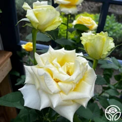 Robert Bruce 17 Robert Bruce -RoseLuxe Shop robert bruce 4