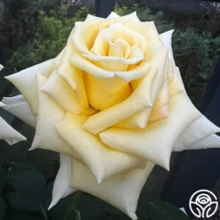 Robert Bruce 15 Robert Bruce -RoseLuxe Shop robert bruce 5