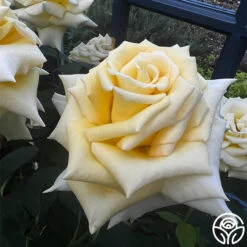 Robert Bruce 18 Robert Bruce -RoseLuxe Shop robert bruce 6