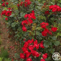 Robusta -RoseLuxe Shop robusta 14