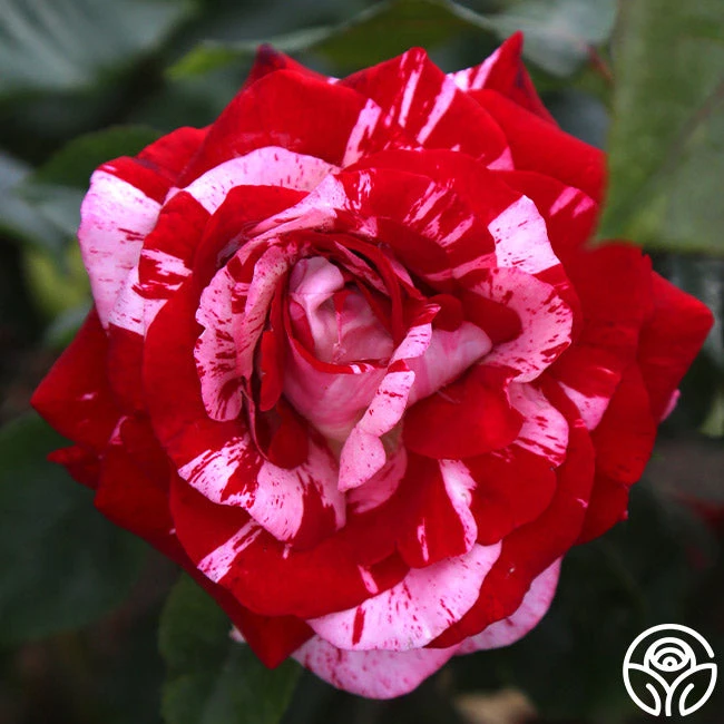 Rock & Roll™ 3 Rock & Roll™ - Image 3