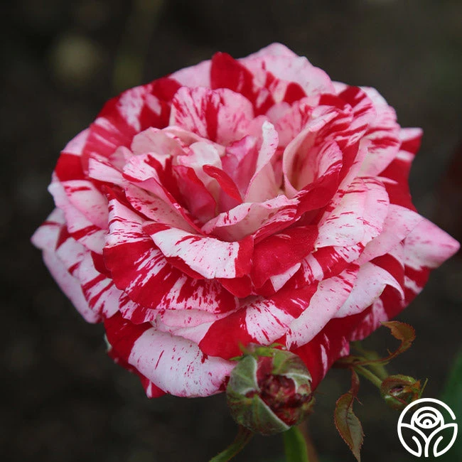 Rock & Roll™ 2 Rock & Roll™ - Image 2