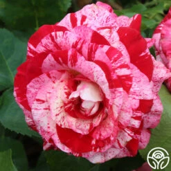 Rock & Roll™ 9 Rock & Roll™ -RoseLuxe Shop rock and roll 3