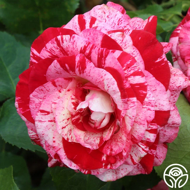 Rock & Roll™ 5 Rock & Roll™ - Image 5