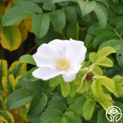 Rosa Rugosa Alba -RoseLuxe Shop rosa rugosa alba logo 02