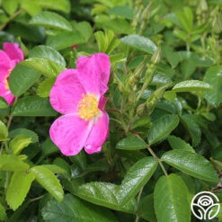 Rosalina -RoseLuxe Shop rosalina 2 4