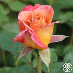 Rosie The Riveter™ -RoseLuxe Shop rosie the riveter 3