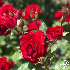 Rouge Rhapsody -RoseLuxe Shop rouge rhapsody 1 2