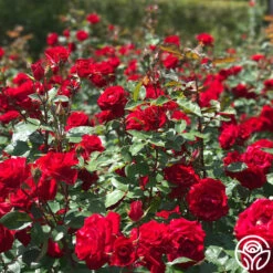 Rouge Rhapsody -RoseLuxe Shop rouge rhapsody 3 2