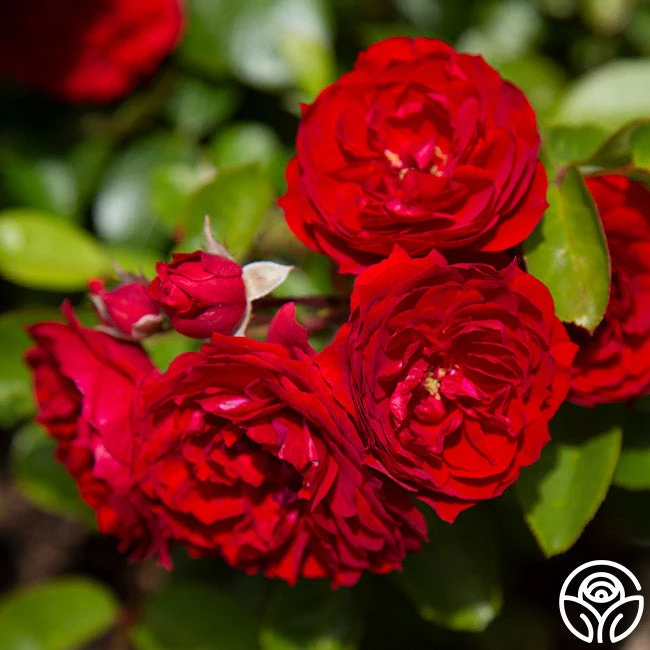 Veranda® Roxanne 8 Veranda® Roxanne - Image 8