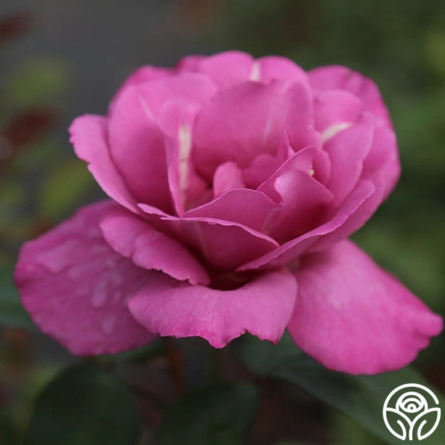 Royal Amethyst™ 2 Royal Amethyst™ - Image 2