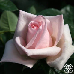 Royal Highness 12 Royal Highness -RoseLuxe Shop royal highness 2 8