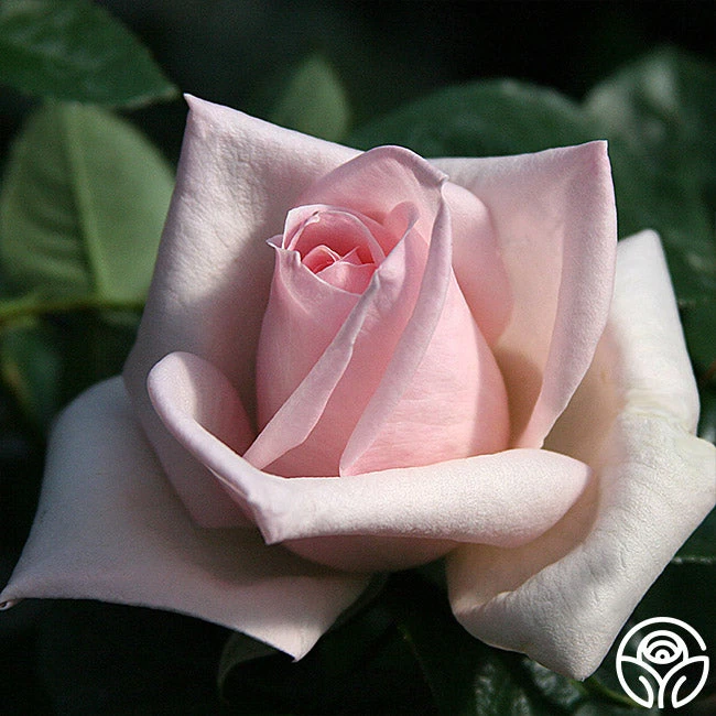 Royal Highness 6 Royal Highness - Image 6