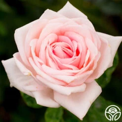 Royal Highness 10 Royal Highness -RoseLuxe Shop royal highness 3 8