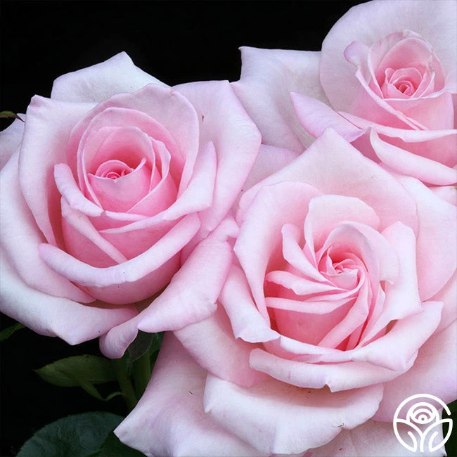 Royal Highness 2 Royal Highness - Image 2